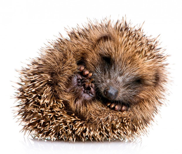 Hedgehog rolled into a ball