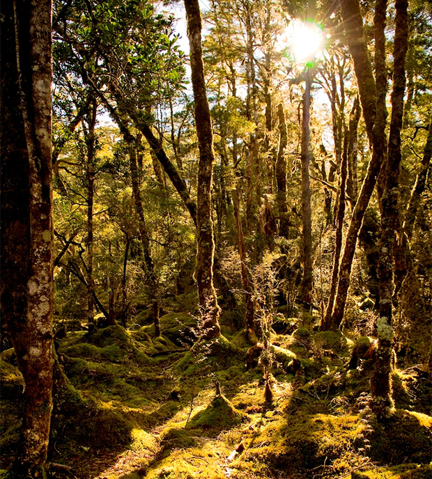 Photo of the inside of a rain forest