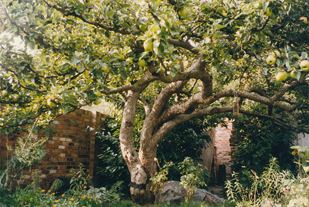 The £50m apple – the original Bramley tree still thrives