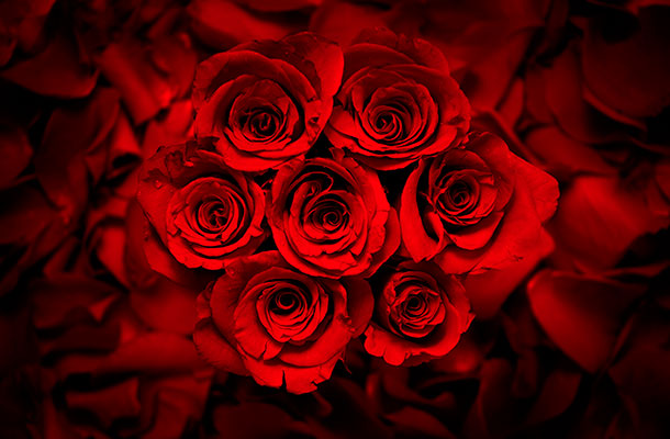 image of red roses.