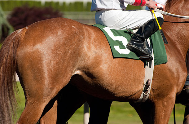 Image of a horse with a jockey.