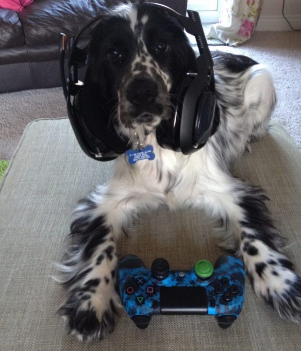 My dog, wearing headphones and 'holding' a Playstation controller