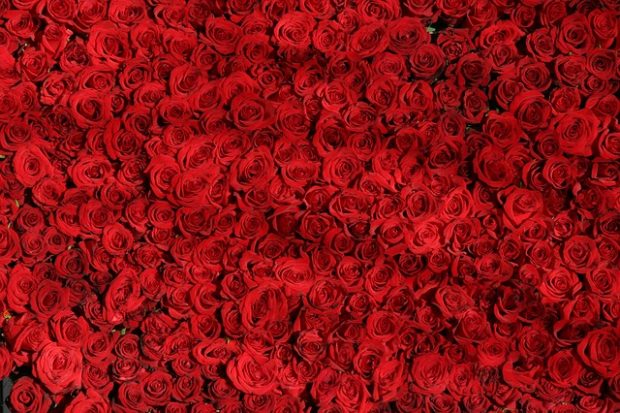 Bed of roses