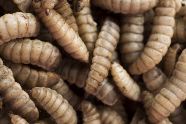 Maggots used by Agriprotein