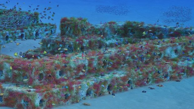 Underwater view of the reef cubes and fish that live in them