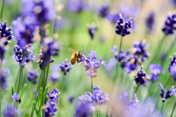 A bee on lavender.