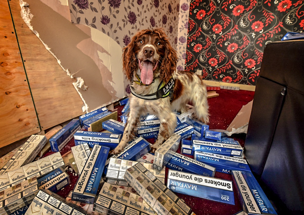 Scamp the sniffer dog surrounded by counterfeit tobacco packets.