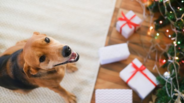 Dog sat on a rug surrounded by Christmas presents and Christmas tree