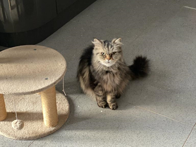 An image of Smokey, the cat affected