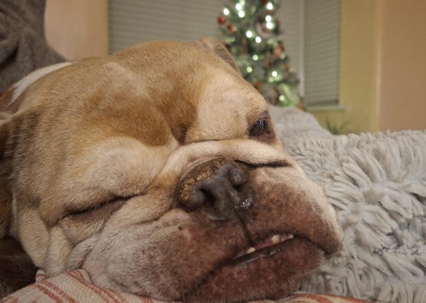 Rosa the bulldog sleeping in front of a Christmas tree.