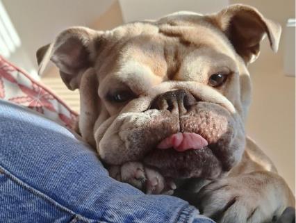 Rosa the rescue bulldog.